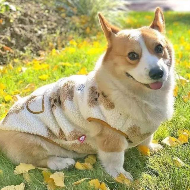 柯基羽绒服狗狗衣服秋冬款柴犬中型犬棉服小型犬背心棉衣保暖衣